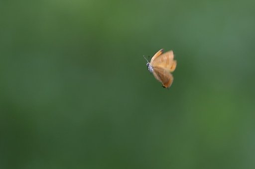 オレンジ色の風