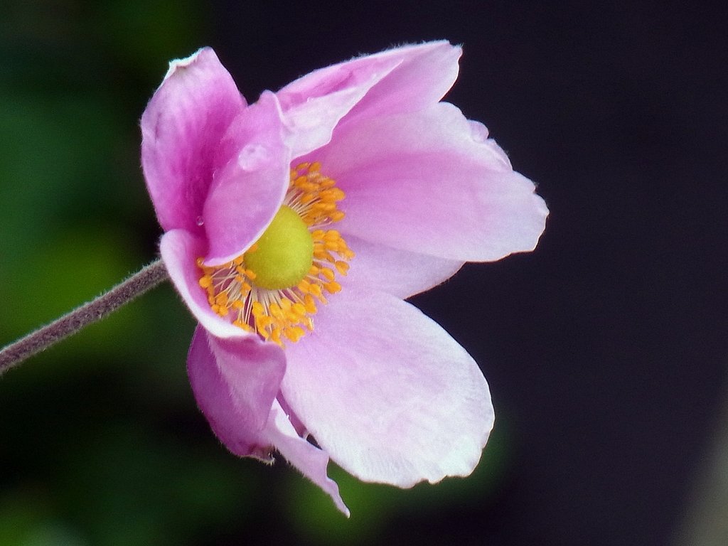 最後の秋明菊