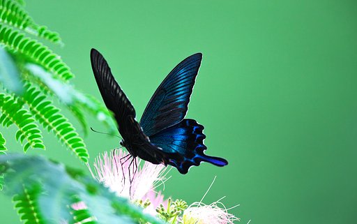 Lサイズのカラスアゲハ