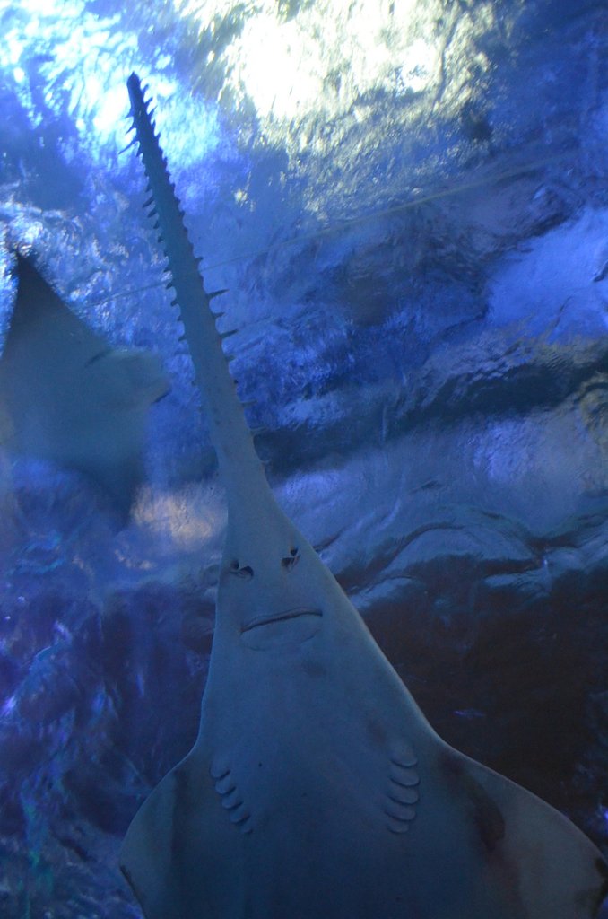 ノコギリエイ
