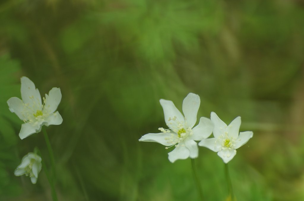 谷間の二輪草
