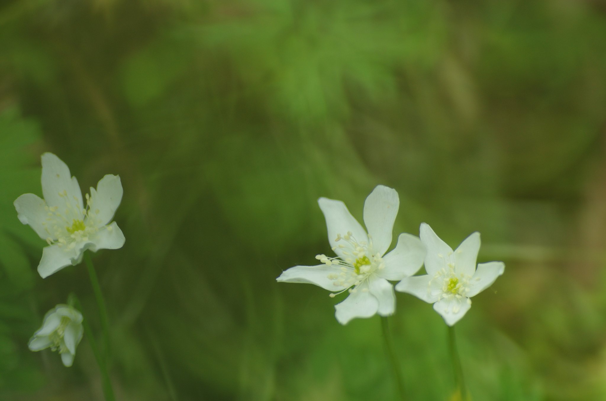 谷間の二輪草