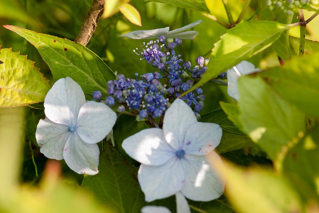 甘茶のお花。