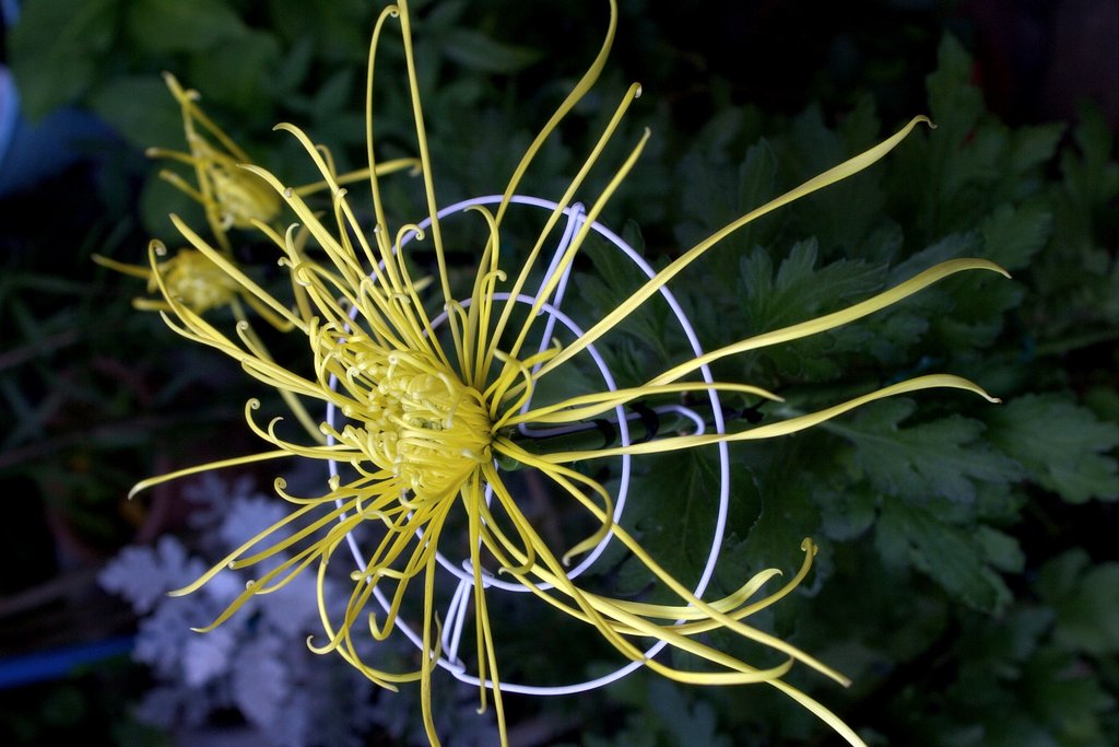 花開く糸菊