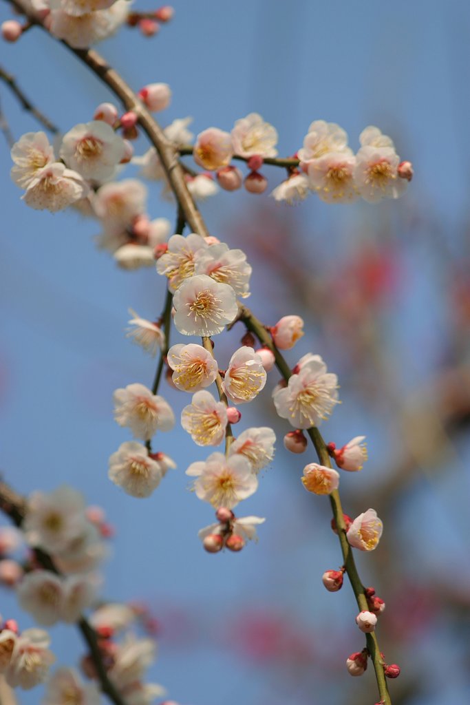 枝垂れ梅〜駒込吉祥寺にて