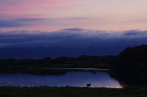 馬のいる風景