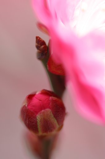 梅の香り
