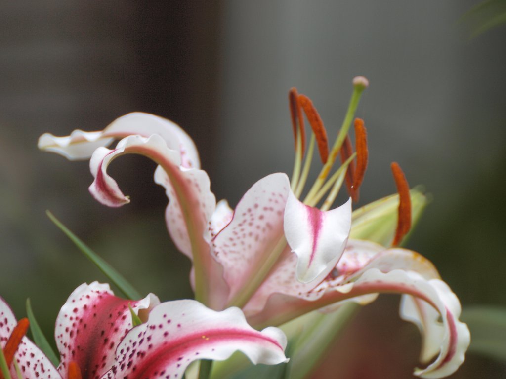 隣家の花を望遠で 