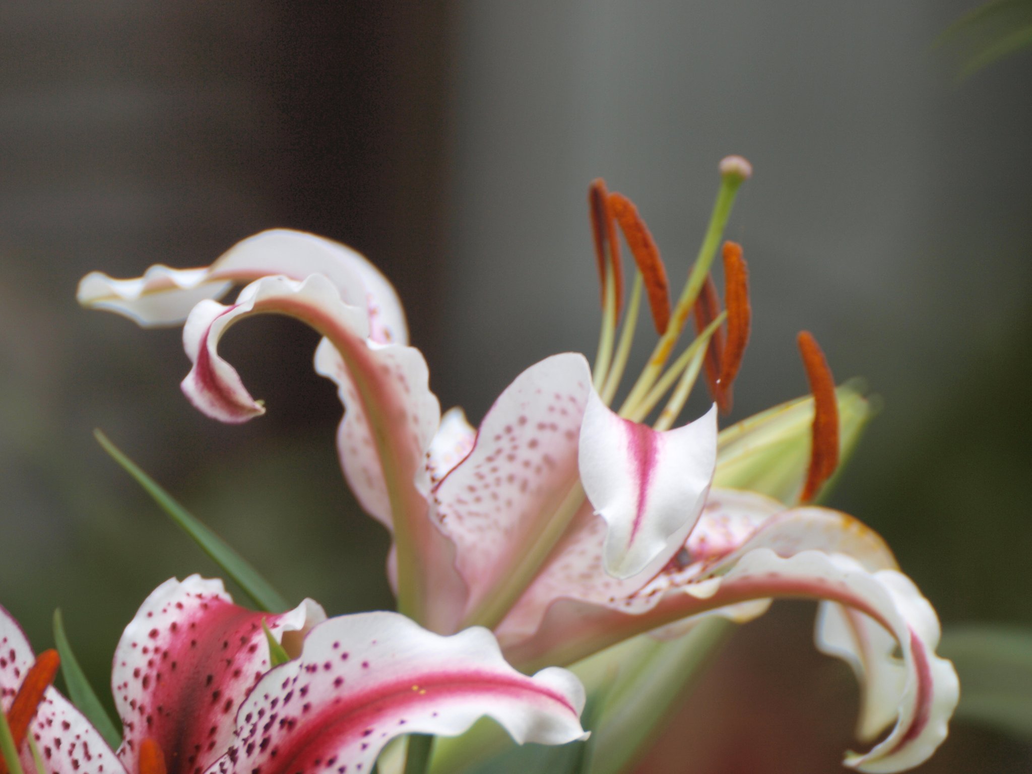 隣家の花を望遠で 