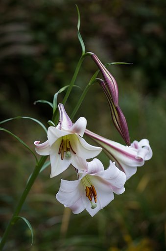 SIGMA MACRO 70mm F2.8 