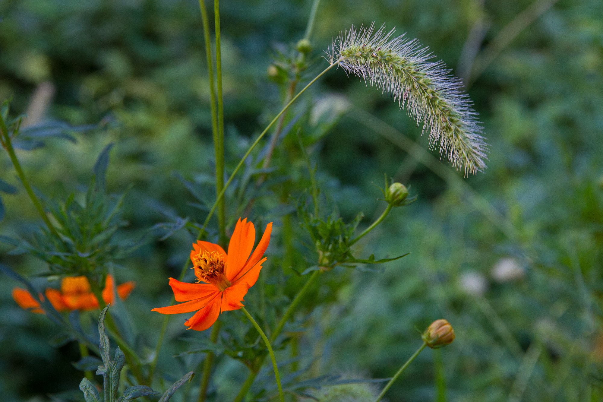 EF-S 15-85mm F3.5-5.6 IS USM