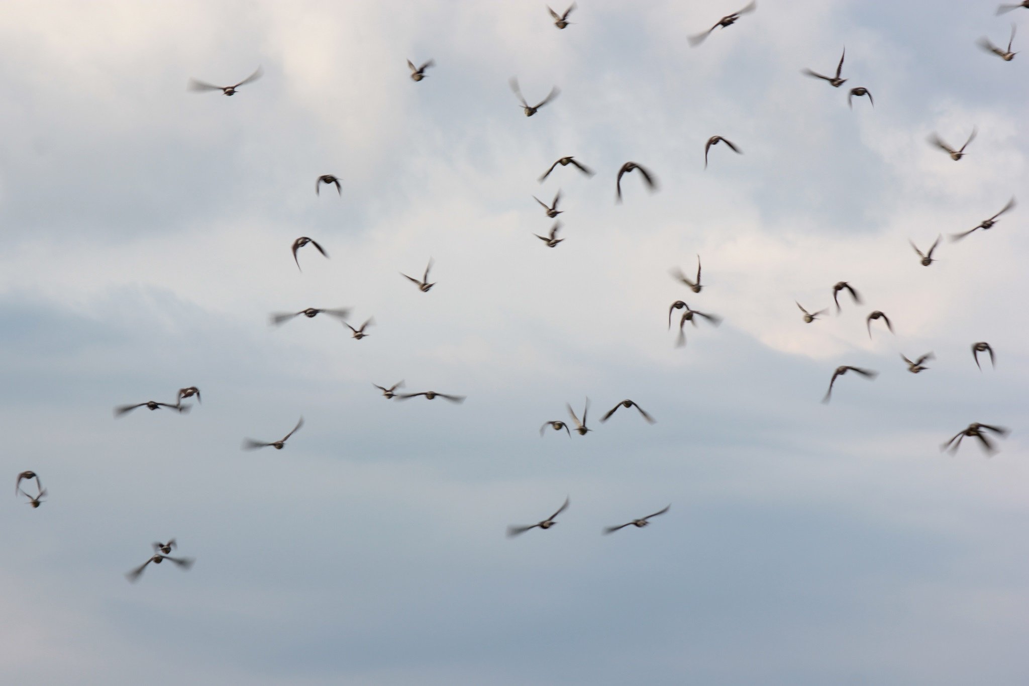 空のムクドリ。って群れ来る鳥って意味？！