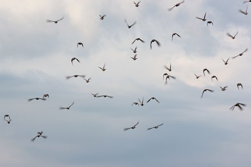 空のムクドリ。って群れ来る鳥って意味？！