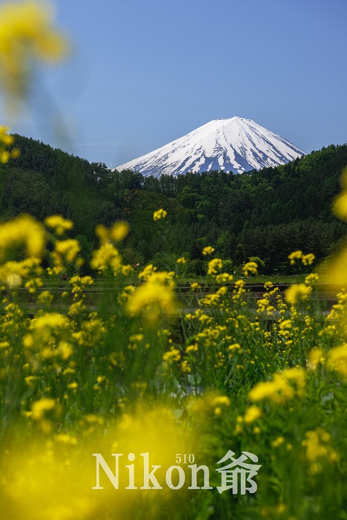あぜ道の風景