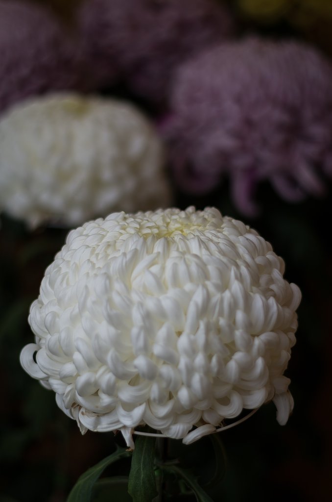 白菊