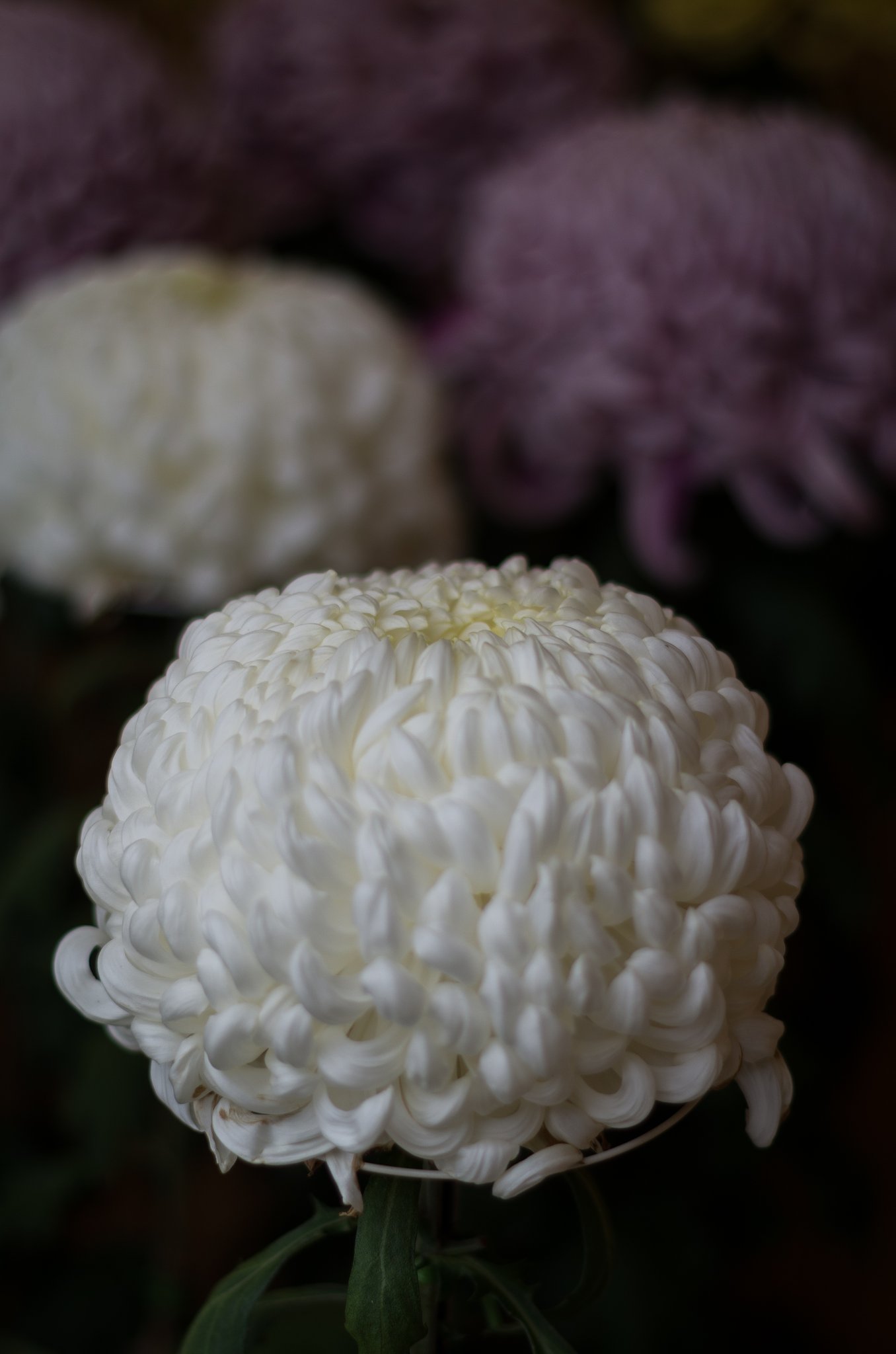 白菊