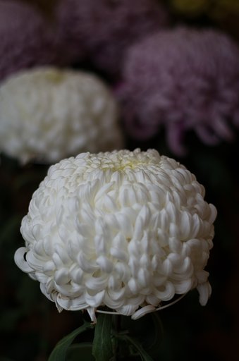 白菊
