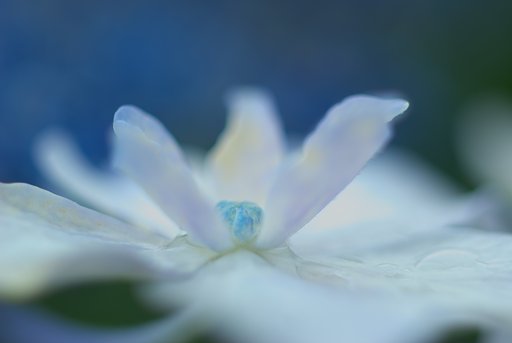 再度あじさい