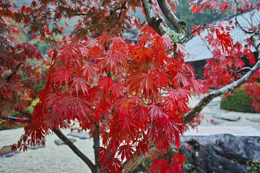 紅枝垂れもみじ