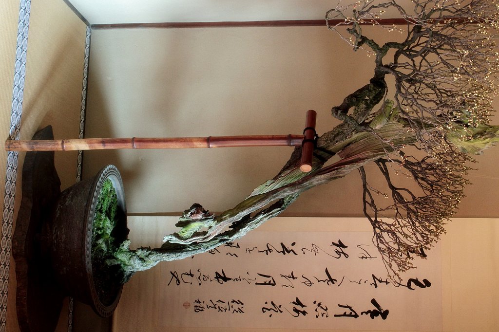 【木】古木梅盆栽