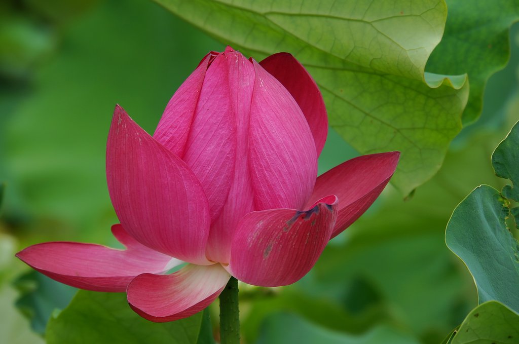 蓮の花