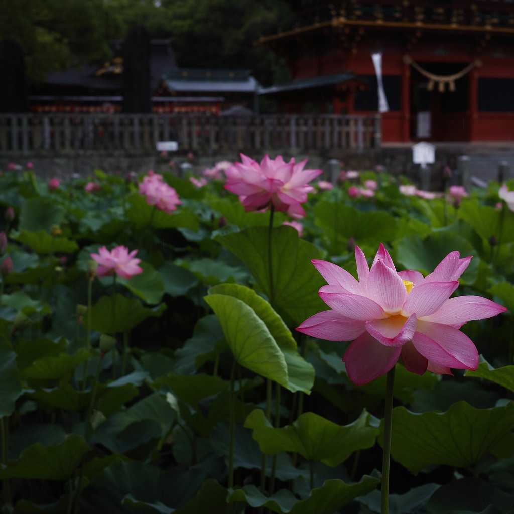 花托にAF