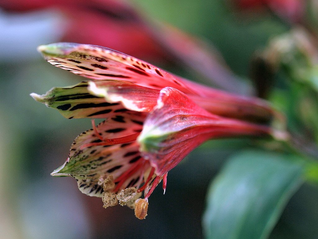 花のUP