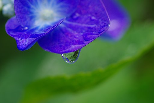 雨に唄えば