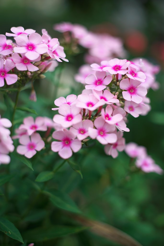 庭の花