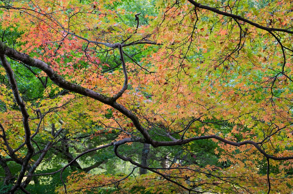SIGMA 17-70mm F2.8-4 