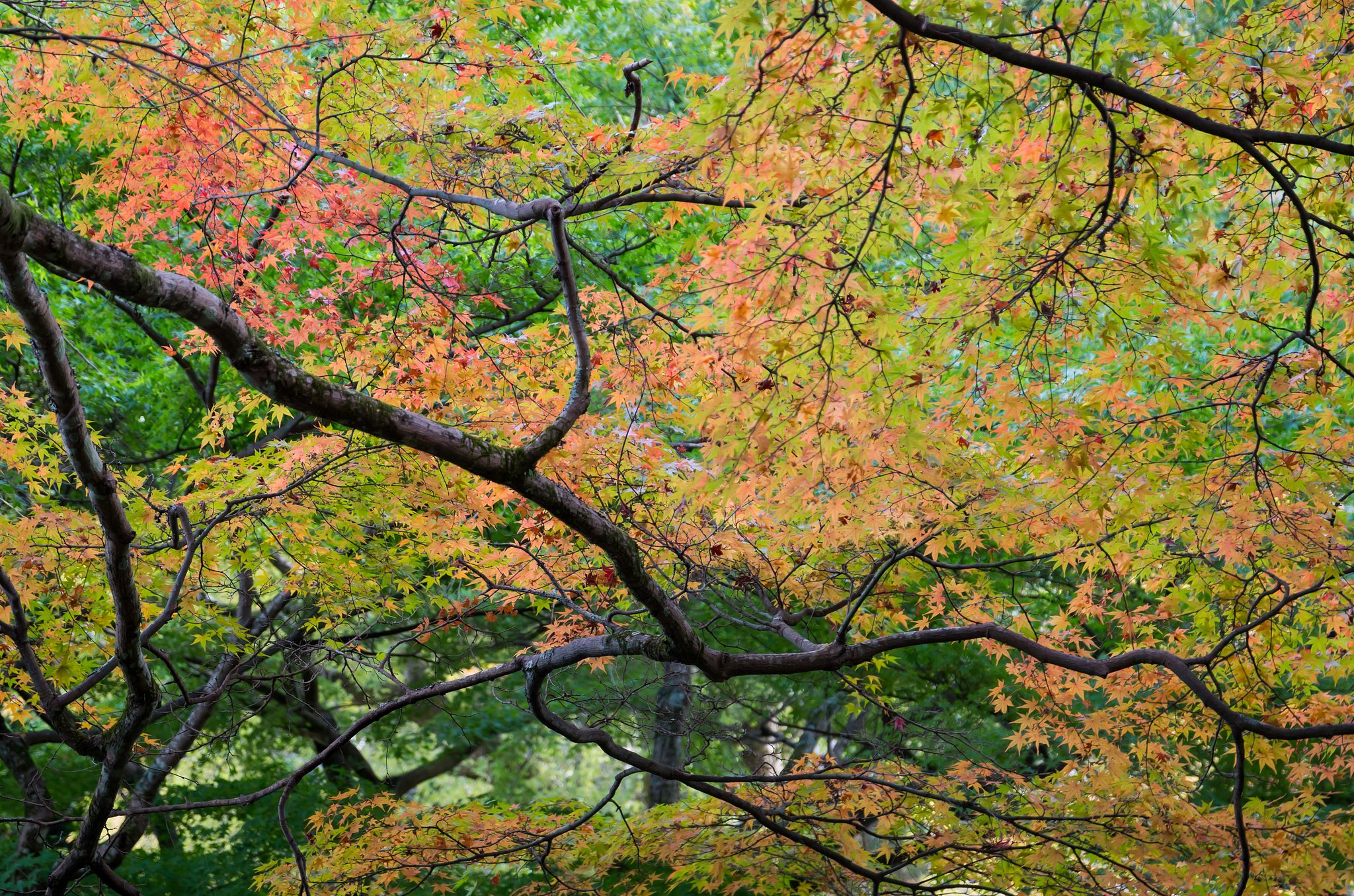 SIGMA 17-70mm F2.8-4 
