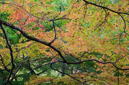 SIGMA 17-70mm F2.8-4 