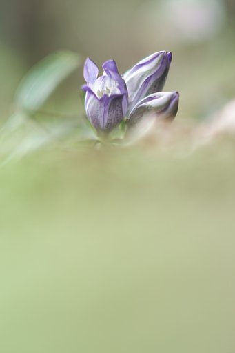 AF-DC NIKKOR 135mmF2D