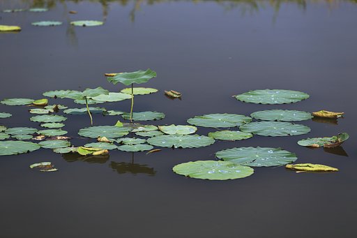 一眼画質