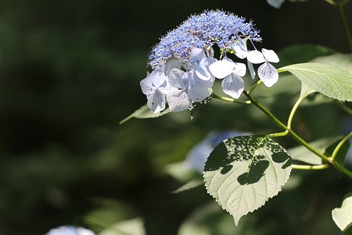 夏の陽