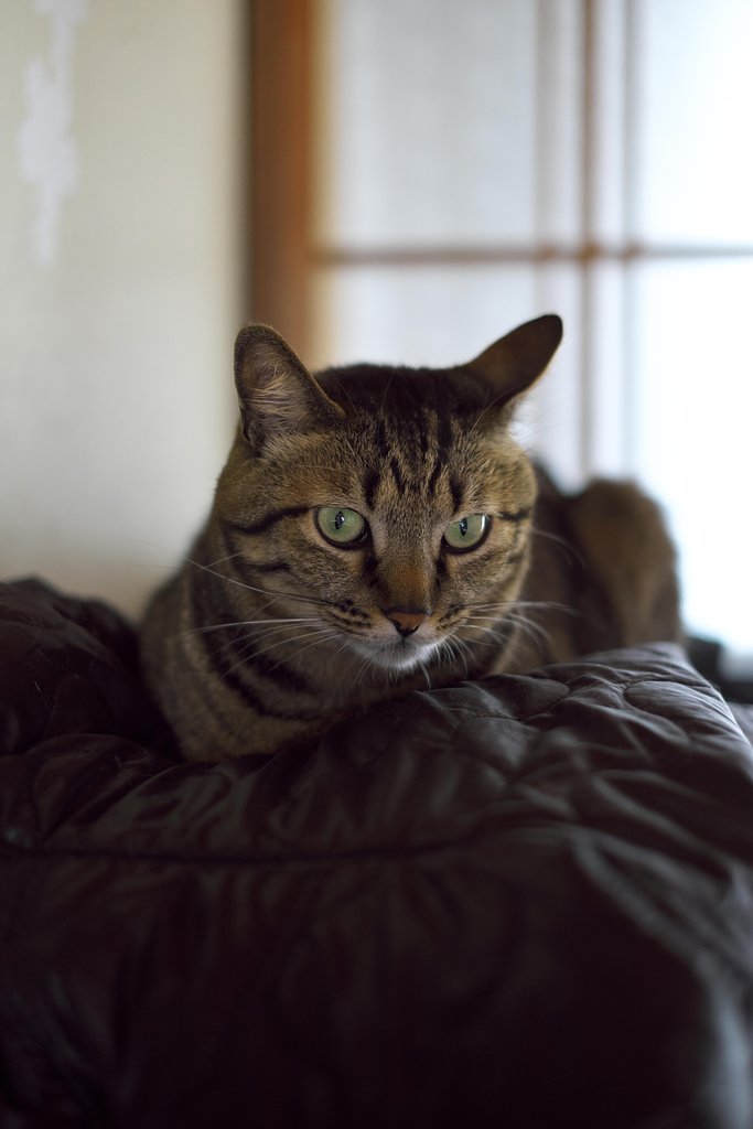 ねこ