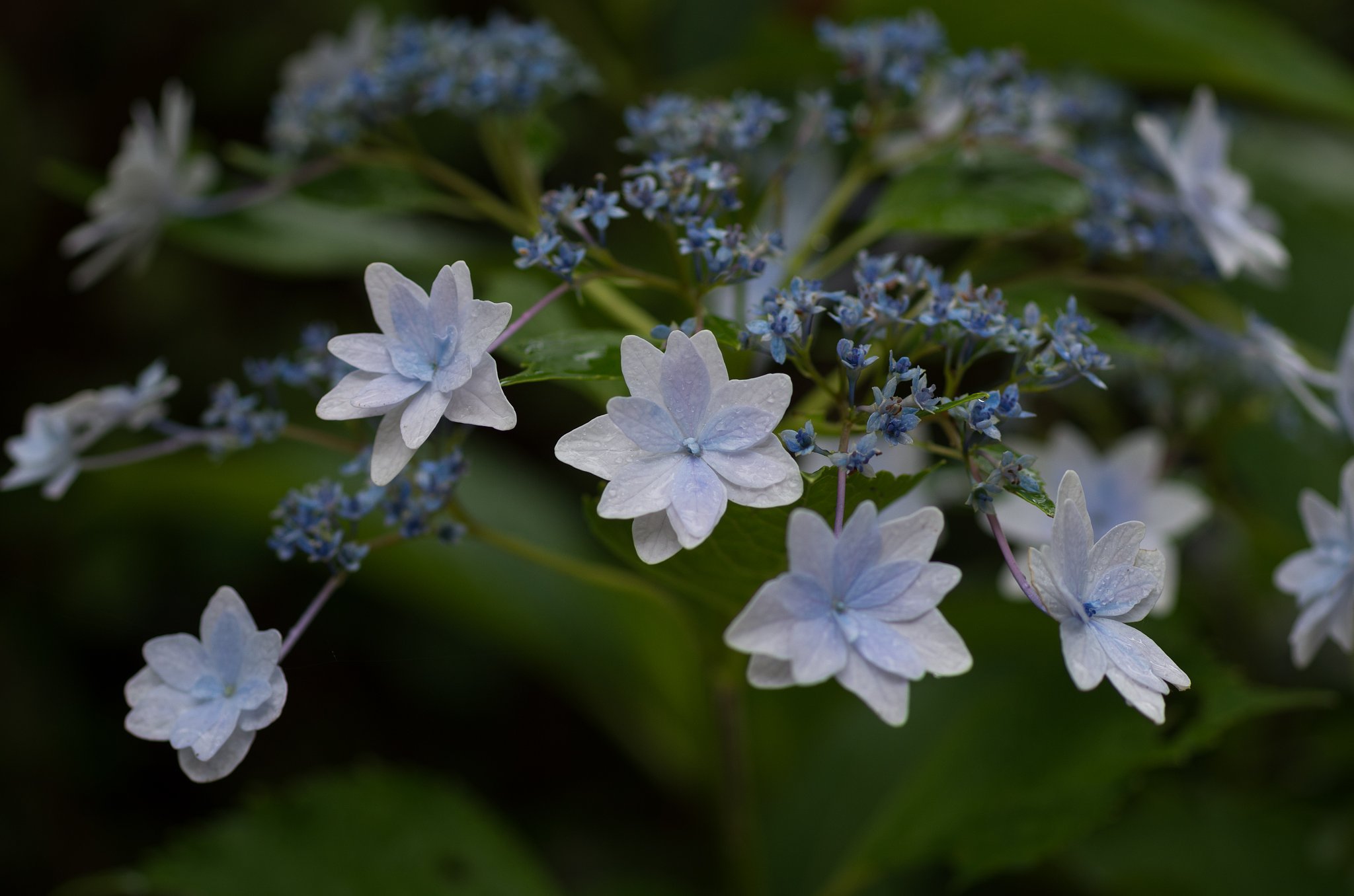 花火