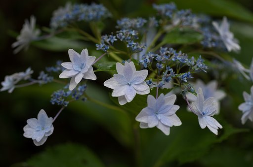 花火