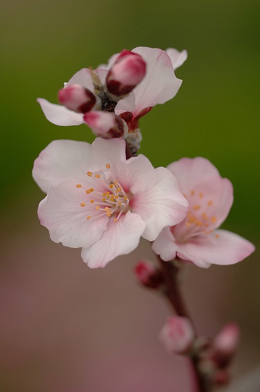 「春」アーモンドの花