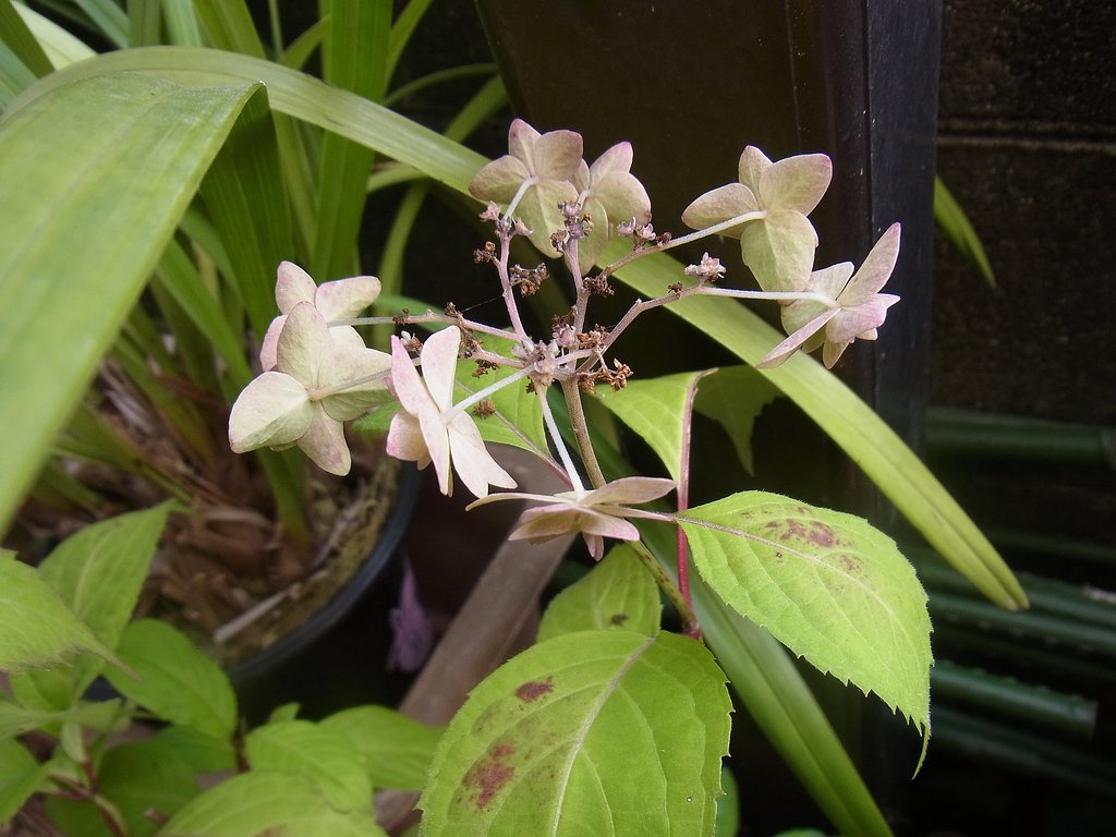 寂しい紫陽花