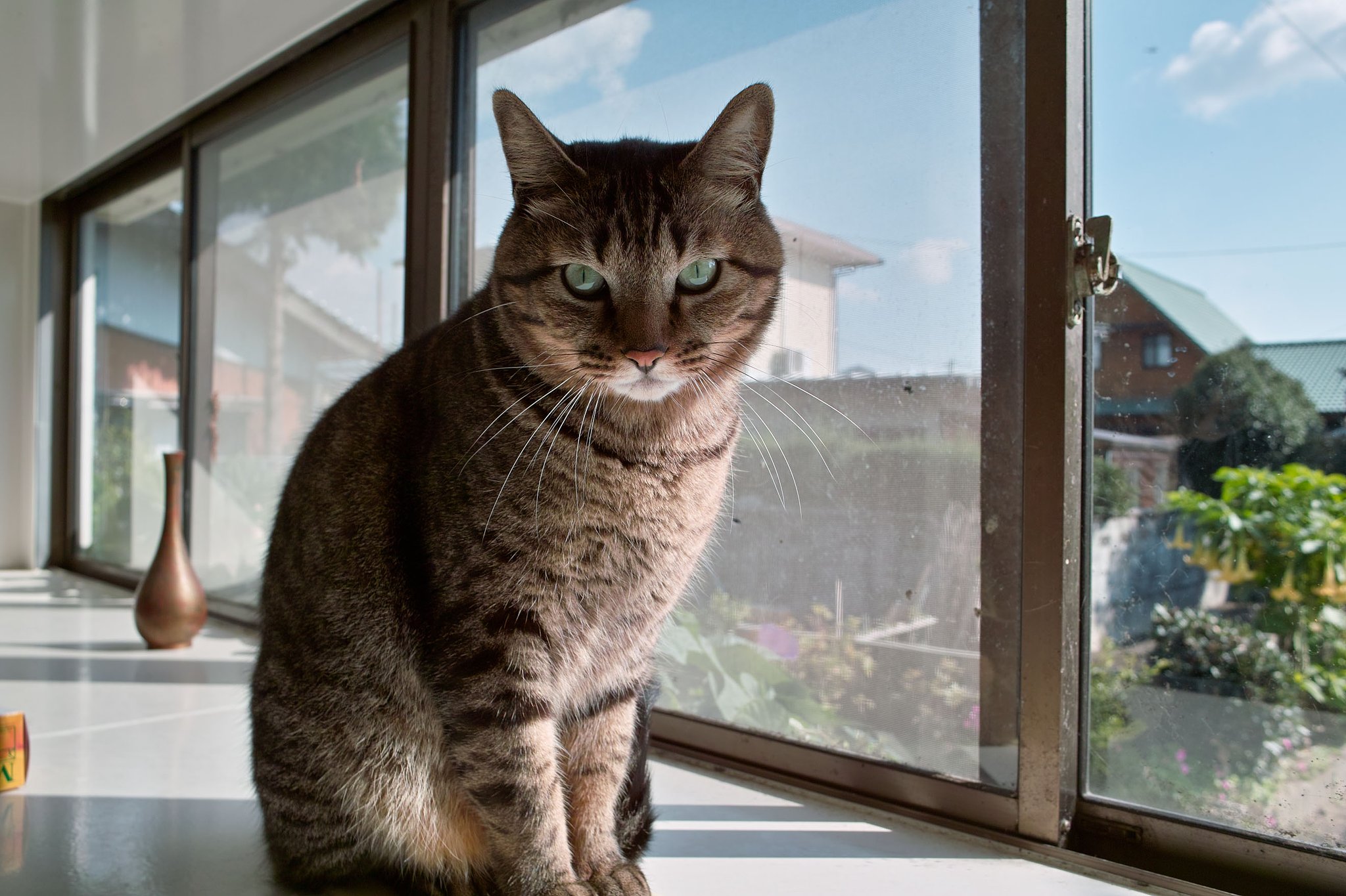 ねこ