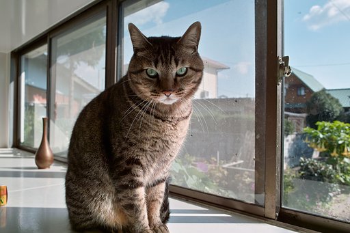 ねこ