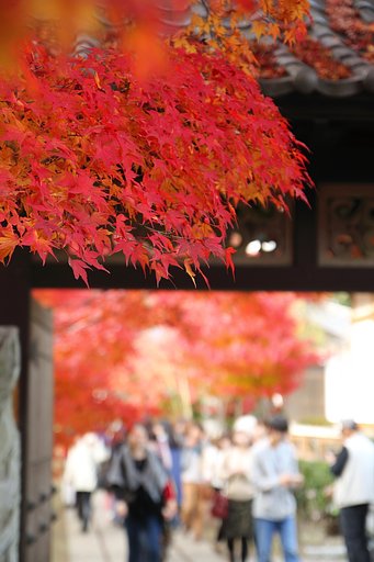 岩国市　紅葉谷