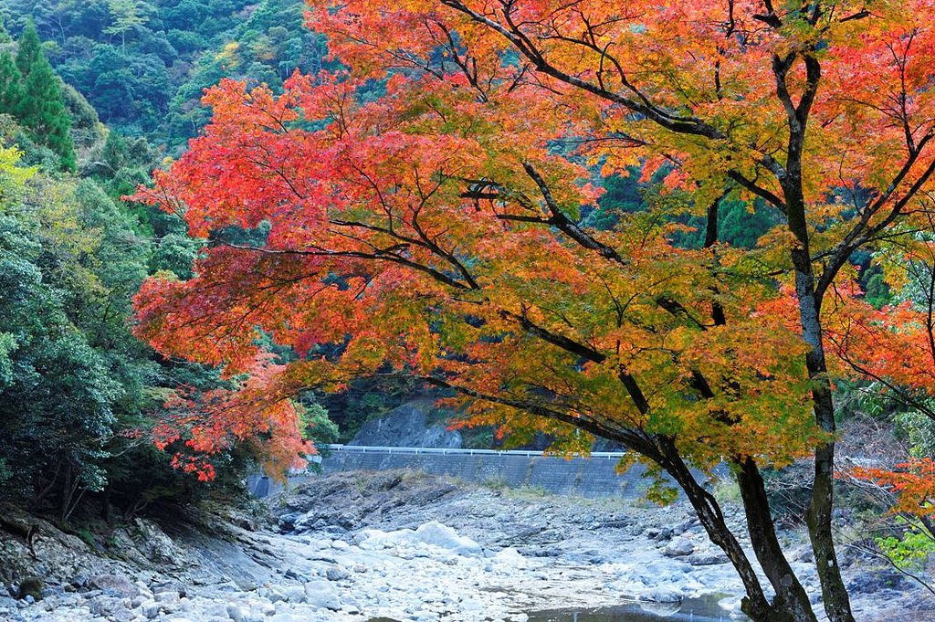 やっと出会えた　紅葉