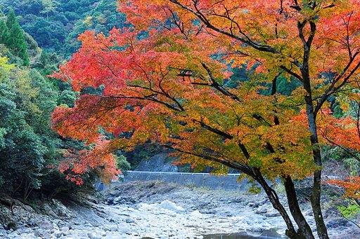 やっと出会えた　紅葉