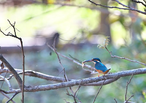 11月7日の写真