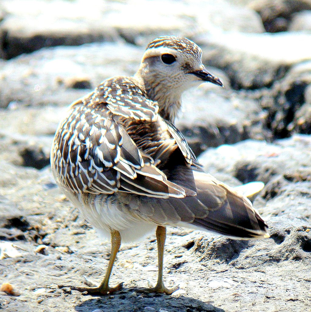 デジスコで珍鳥を