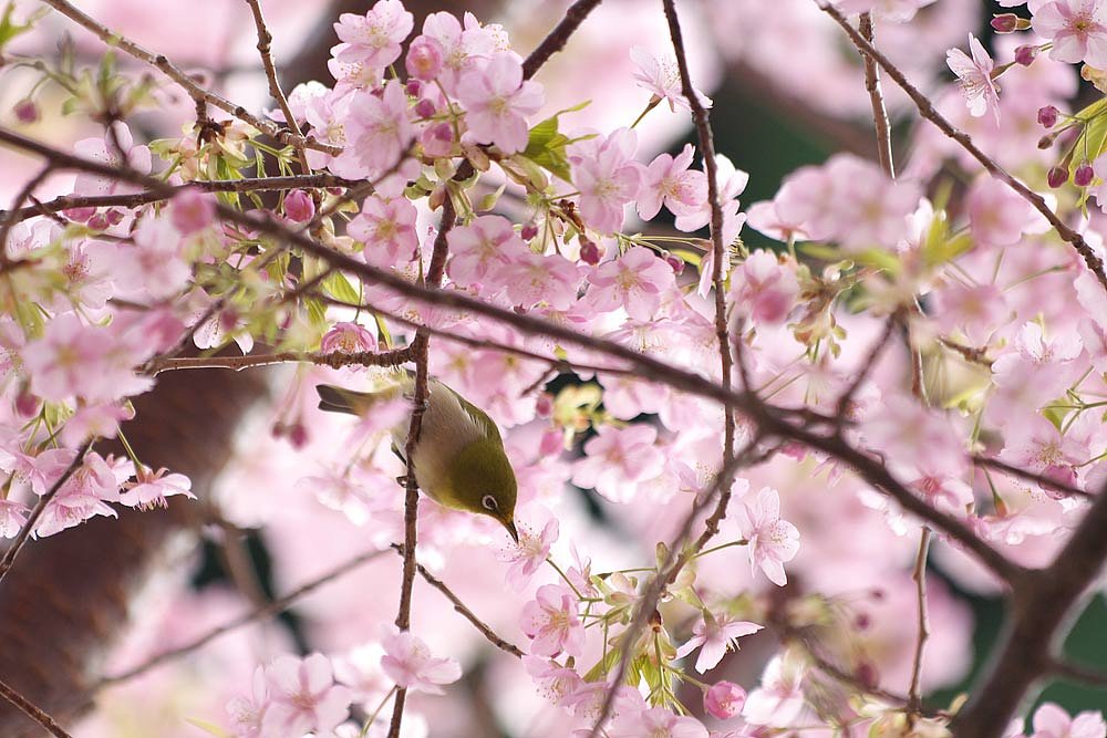 「春」桜めじろ