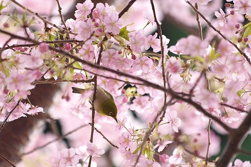 「春」桜めじろ