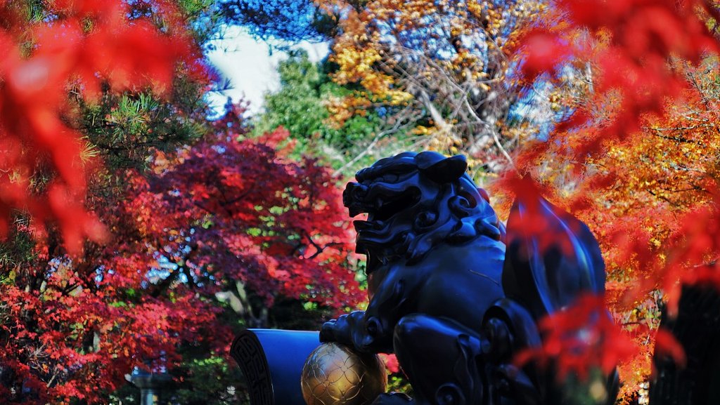 豪徳寺の紅葉１００％